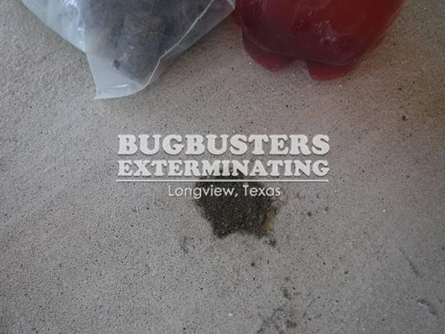 BUGBUSTERS IN ACTION - 12