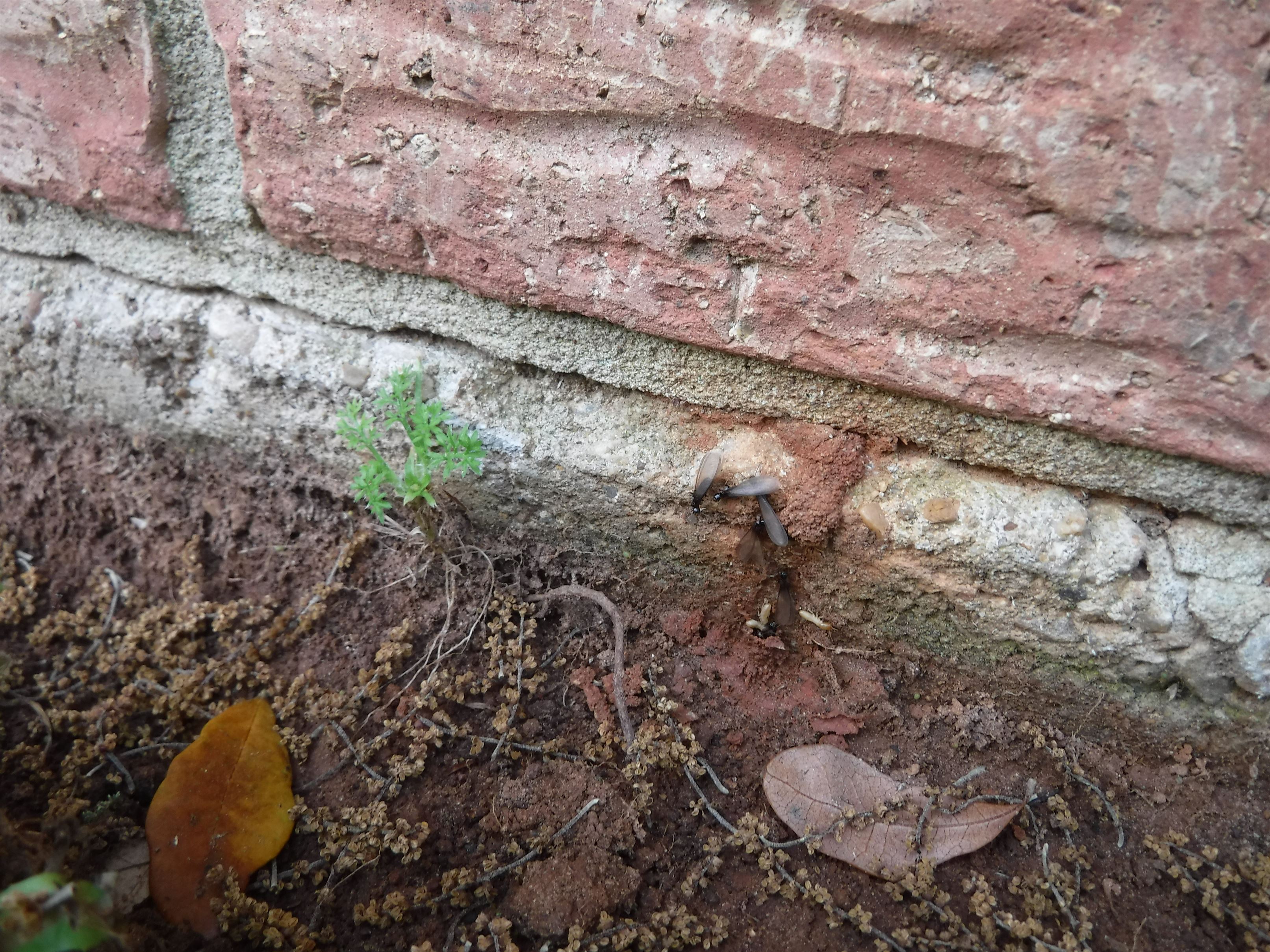 "BUGBUSTERS IN ACTION"