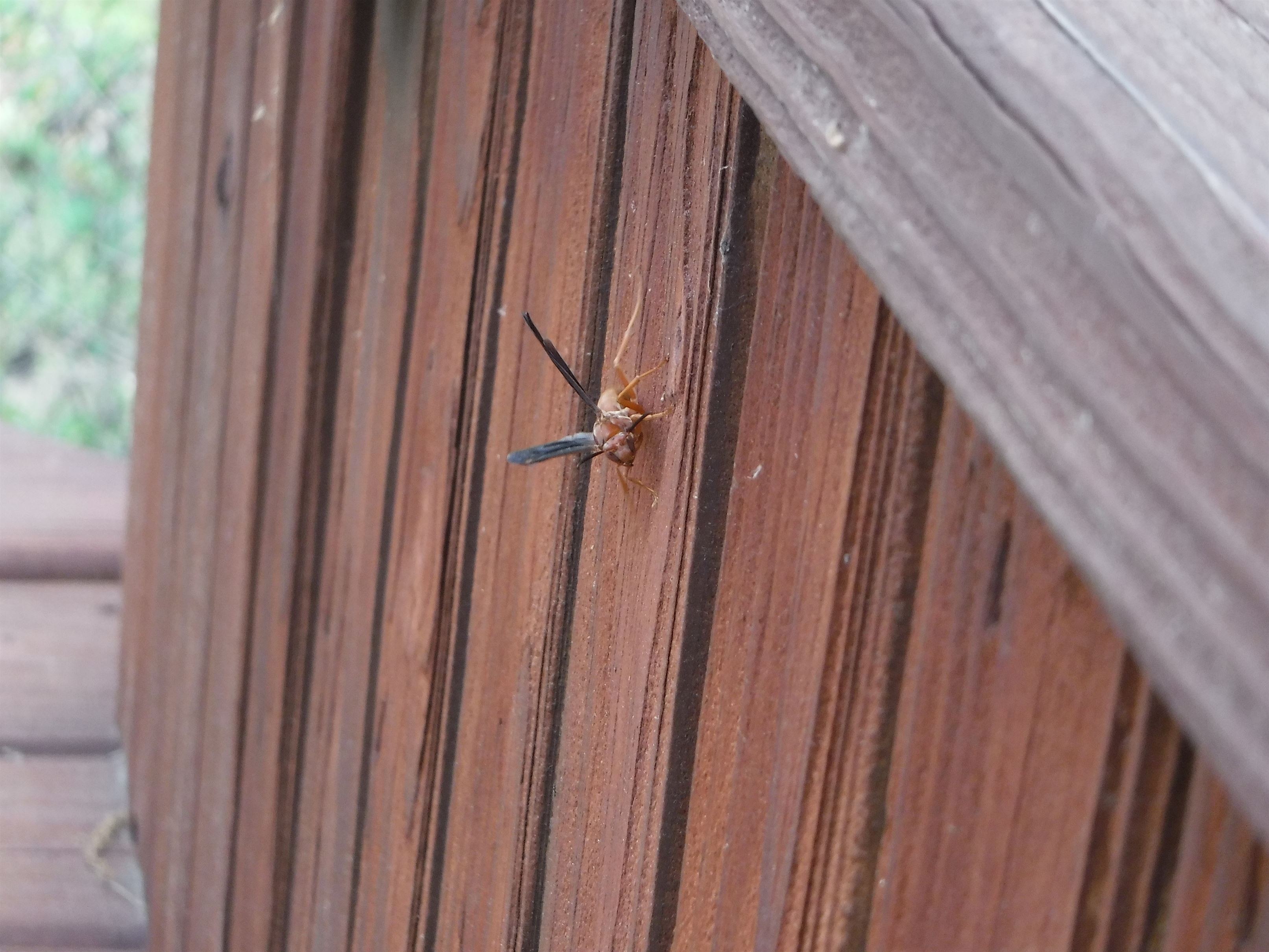 "BUGBUSTERS IN ACTION"