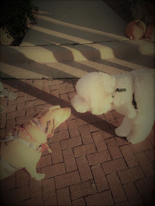 "BUGBUSTERS IN ACTION"