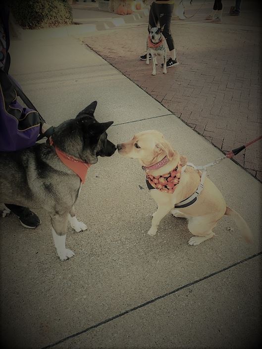 "BUGBUSTERS IN ACTION"