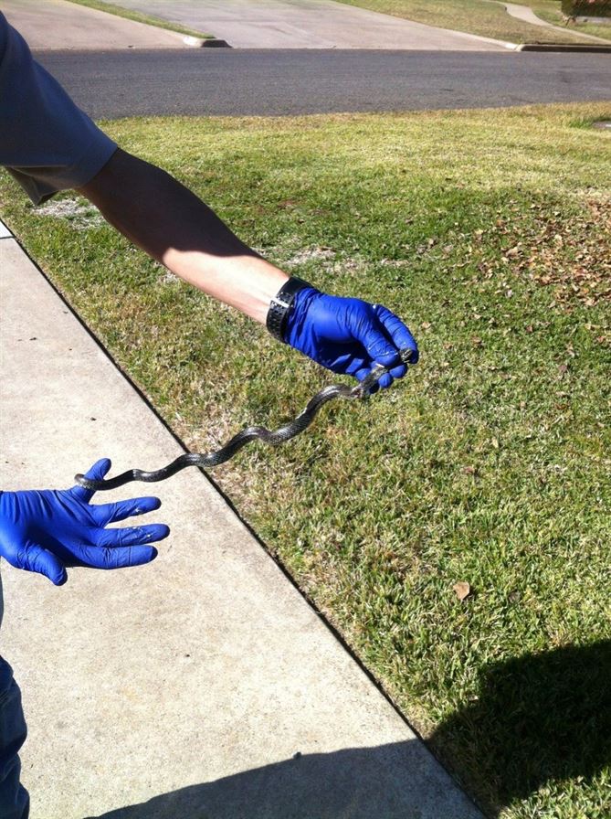 "BUGBUSTERS IN ACTION"