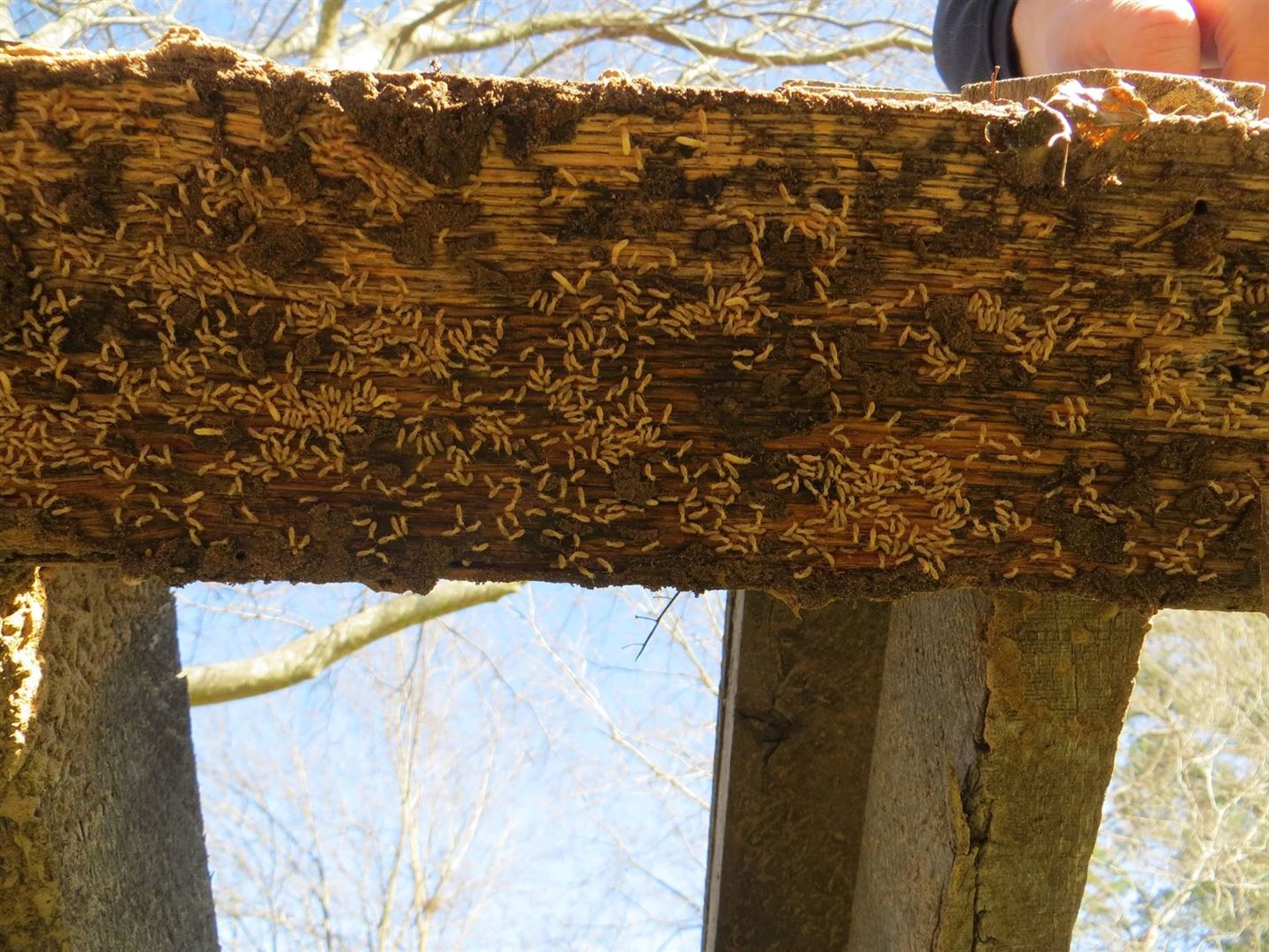 "BUGBUSTERS IN ACTION"