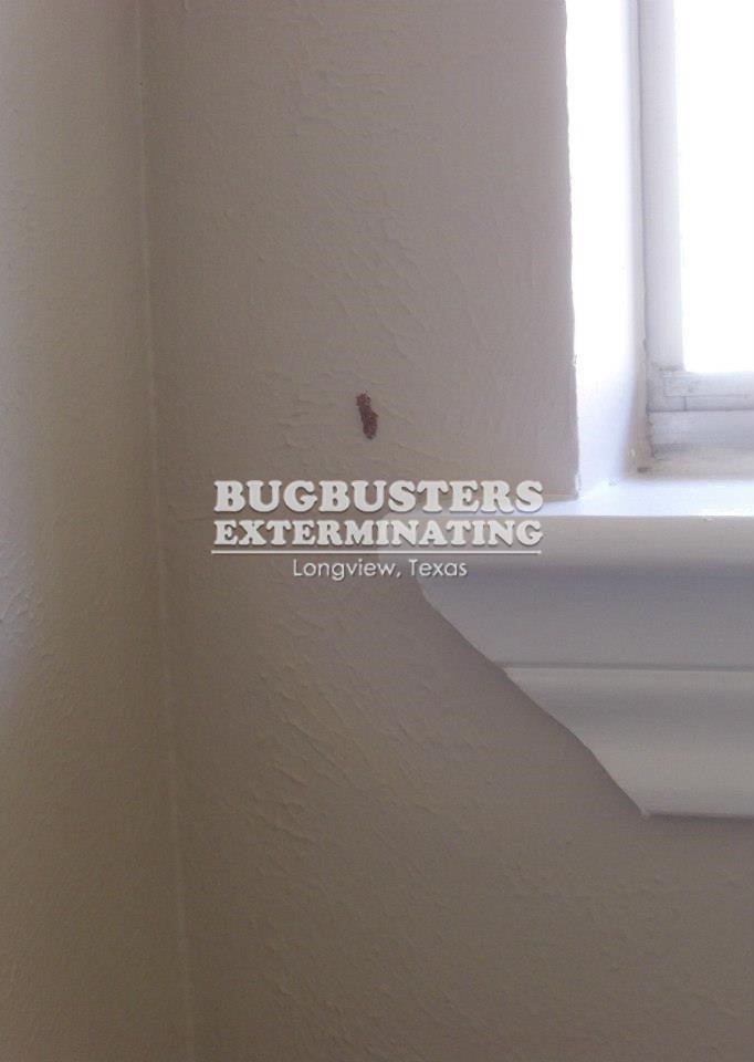 "BUGBUSTERS IN ACTION"
