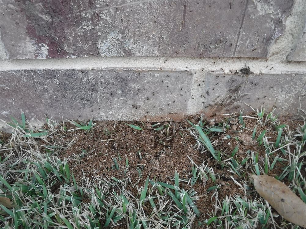 "BUGBUSTERS IN ACTION"