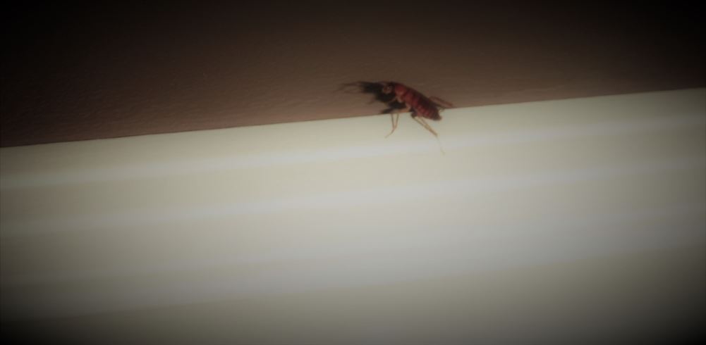 "BUGBUSTERS IN ACTION"