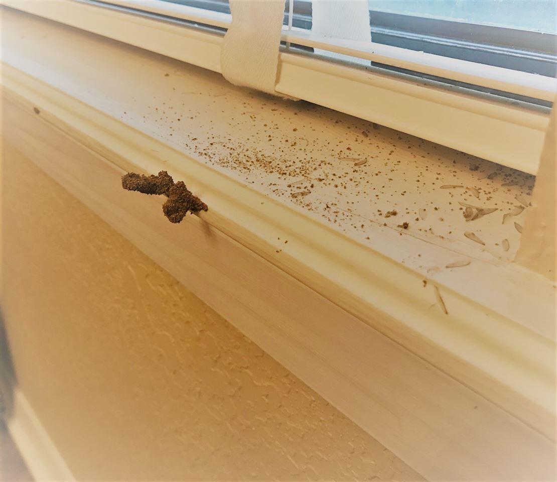"BUGBUSTERS IN ACTION"