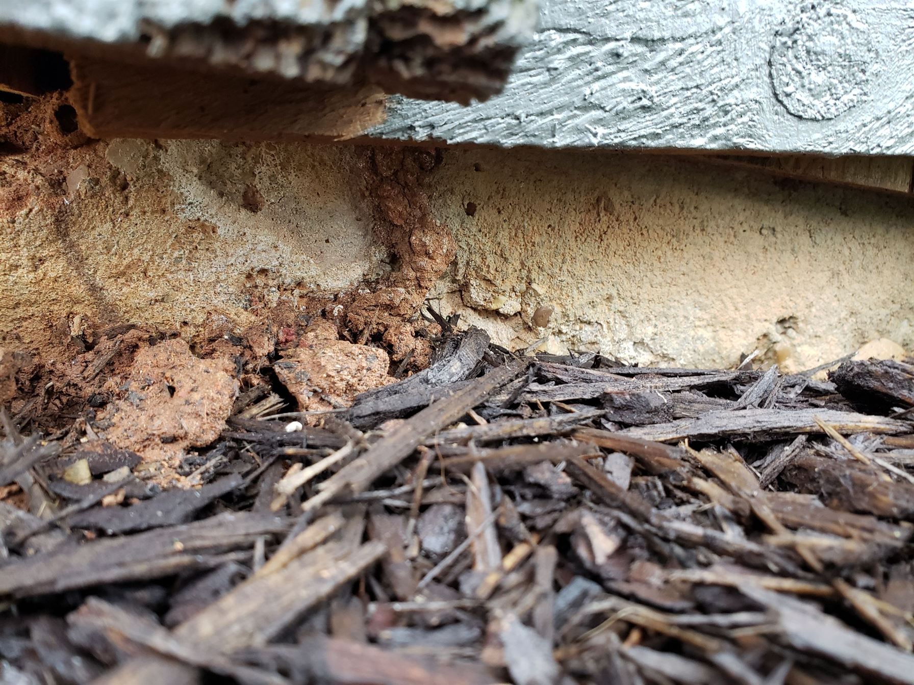"BUGBUSTERS IN ACTION"