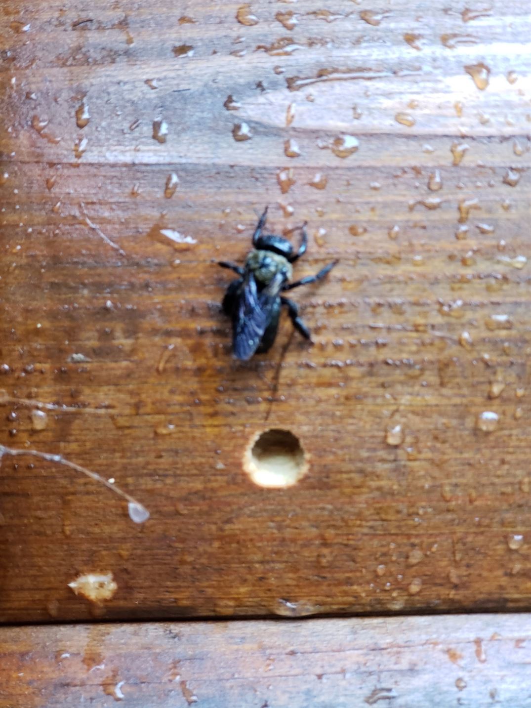 "BUGBUSTERS IN ACTION"