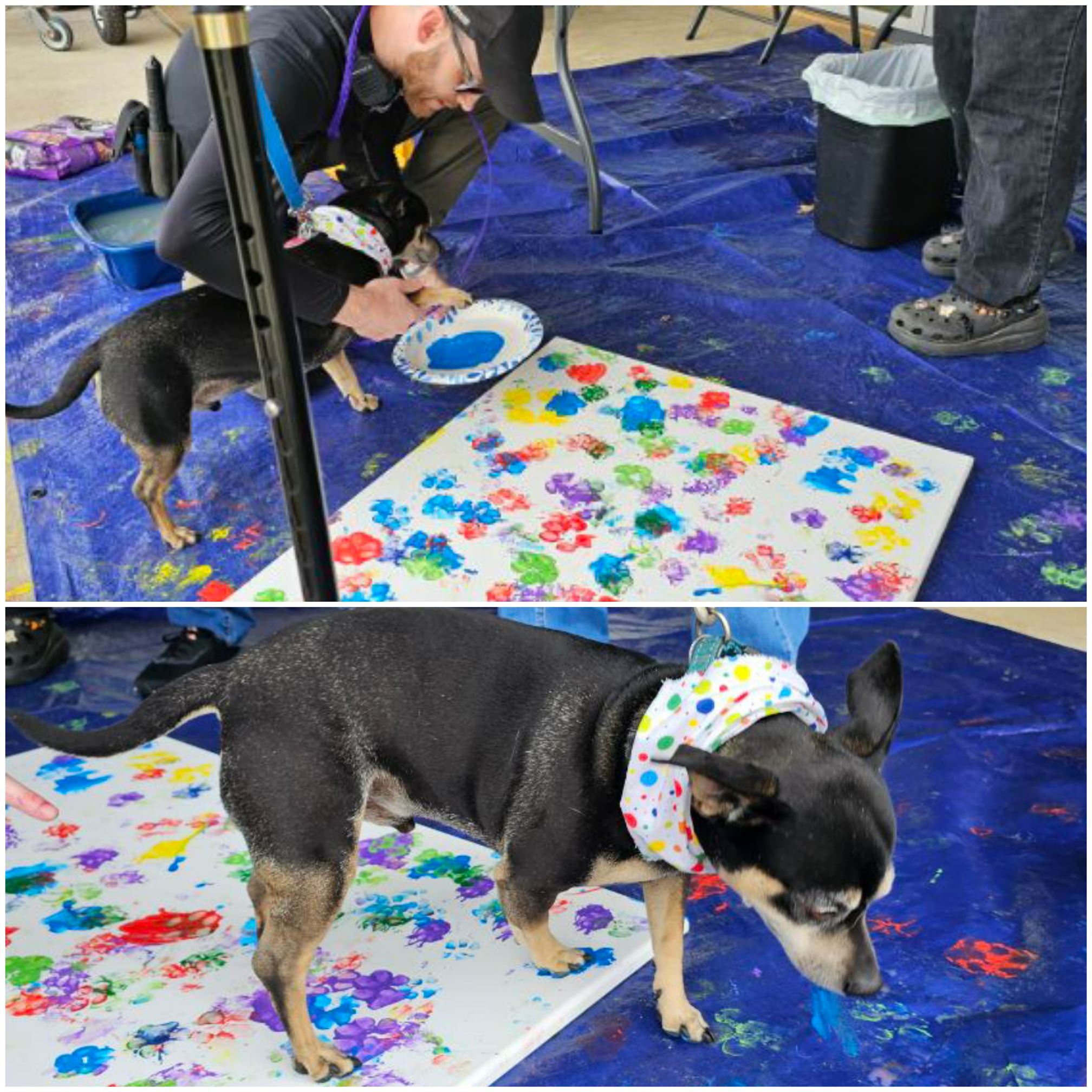 "STRUT YOUR MUTT 2024"